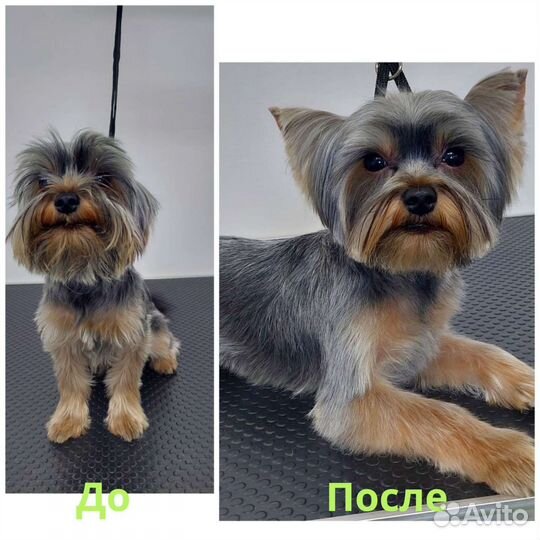 Стрижка собак, и кошек,груминг