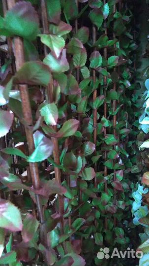 Шторы из дерева для двери,арки