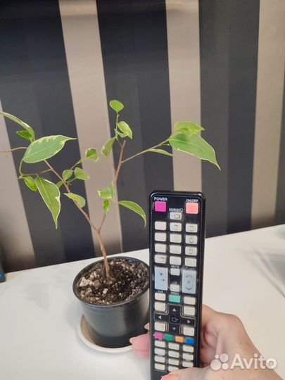 Фикус бенджамина пестролистный