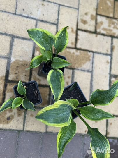 Хоста Атлантис