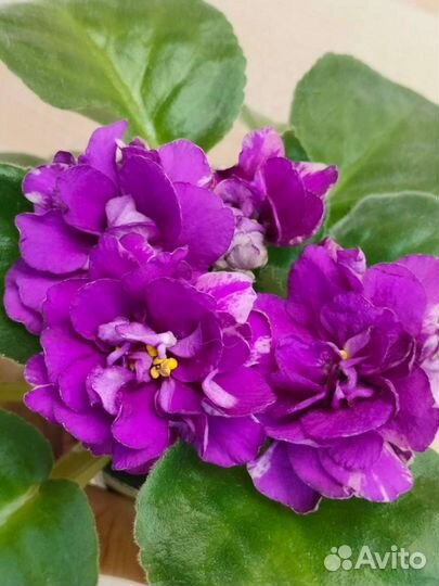 Листики фиалок