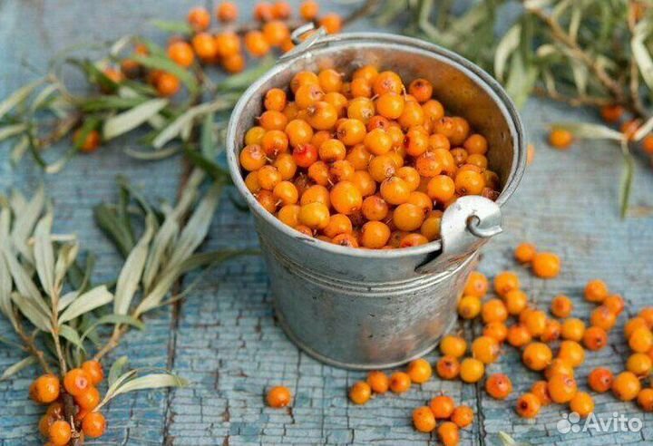 Облепиха ягоды замороженные