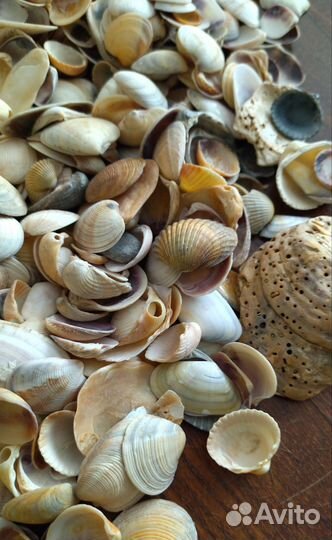 Морские ракушки натуральные 10-32 мм