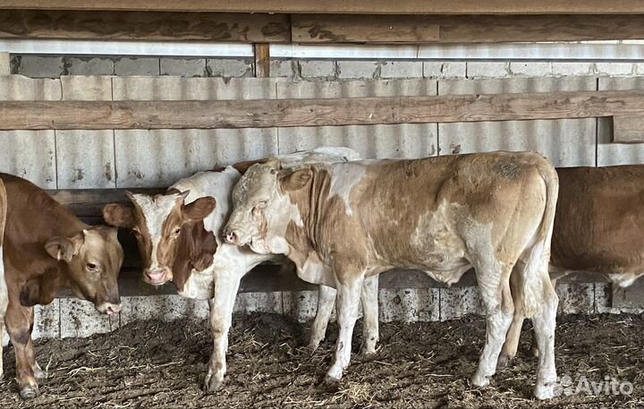 Продаются бычки