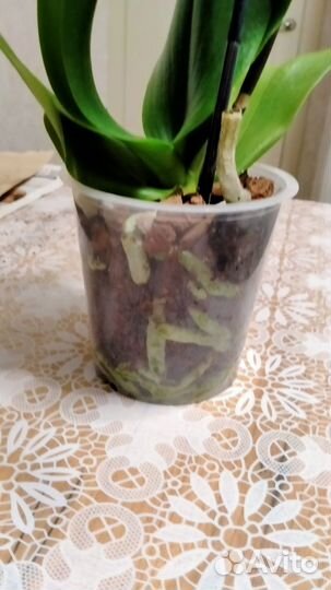 Орхидея фаленопсис