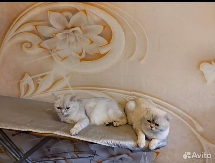 Британские котята серебристой шиншиллы