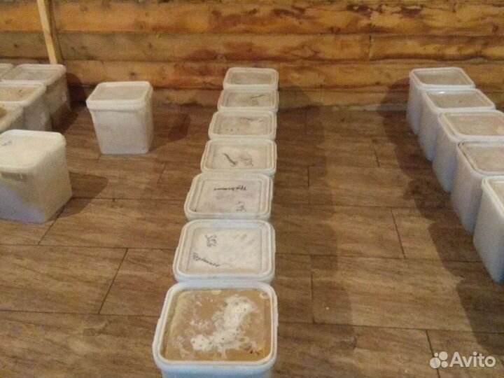 Полевой мёд с гречкой 90 кг