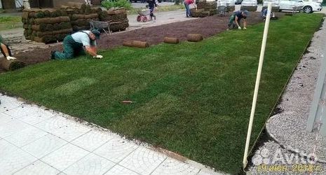 Газон рулонный гарантия