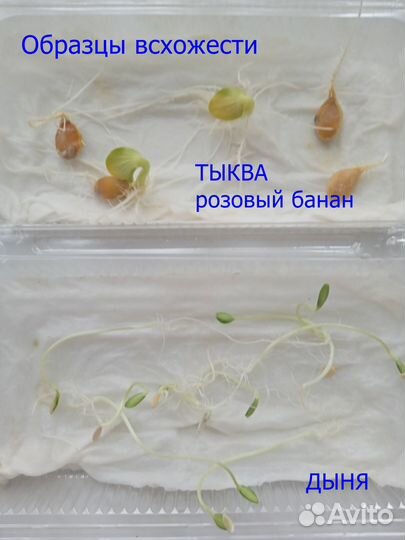 Семена тыквы и дыни