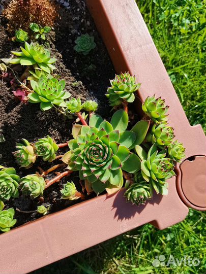 Суккуленты Молодило Каменная роза Почвокровники