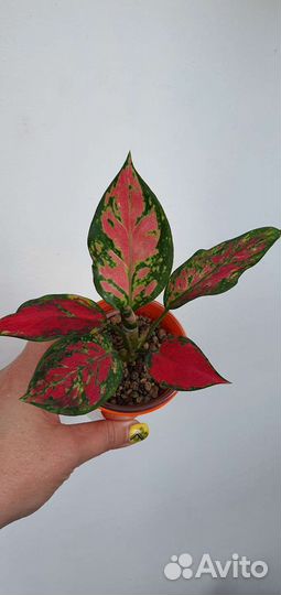 Аглаонема Черри беби