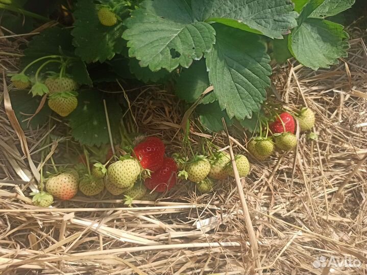 Клубника свежая ягода