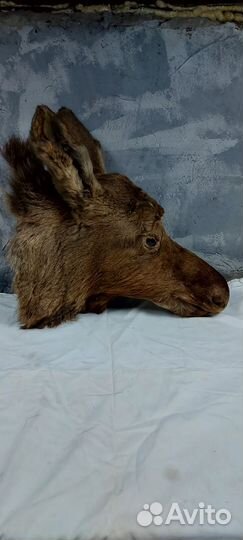 Чучела животных