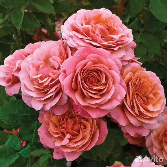 Роза Аптаун Герл