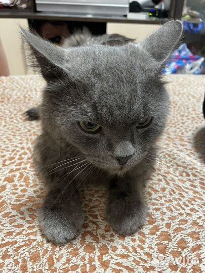 Кот шартрез