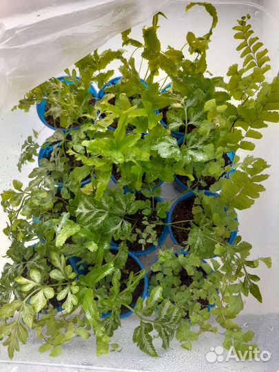 Папоротники