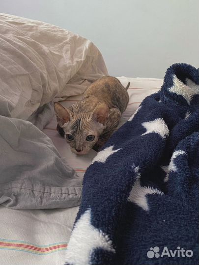 Котенок сфинкс