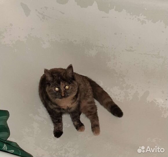 Кошечка в добрые руки