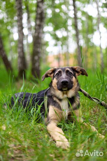 Щенок малыш Джун из приюта Некрасовка