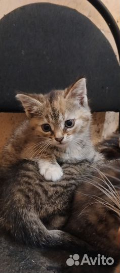 Отдам котят в хорошие руки