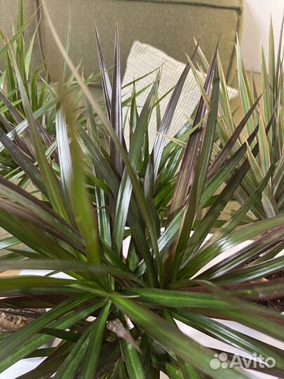 Пальма драцена