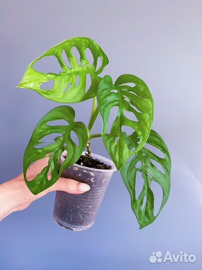 Хамедорея Диффенбахия