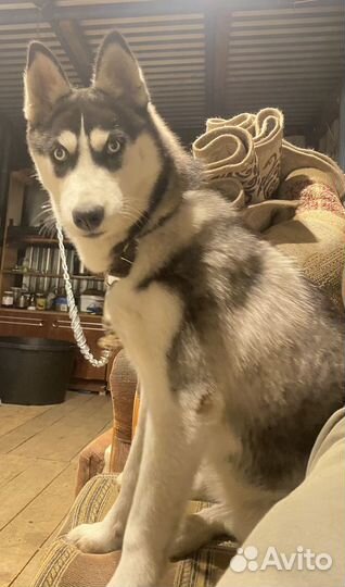 Сибирский хаски