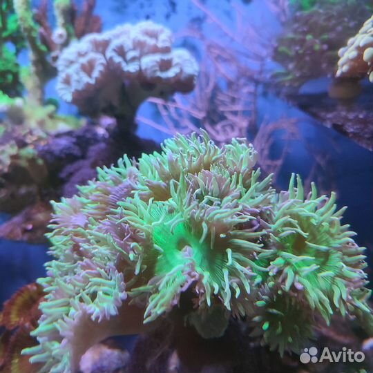 Кораллы в морской аквариум