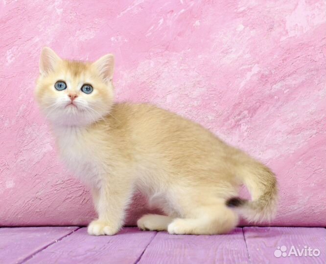 Британская золотая шиншилла кошка ny12 апельсин