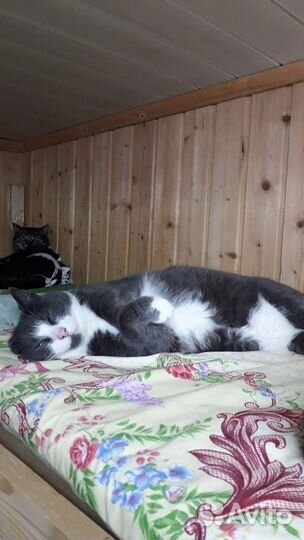 Кошечка Муся