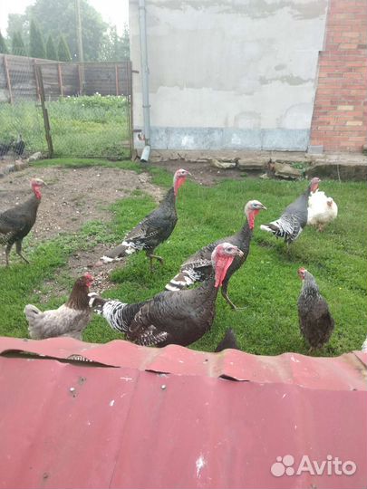 Молодая птица