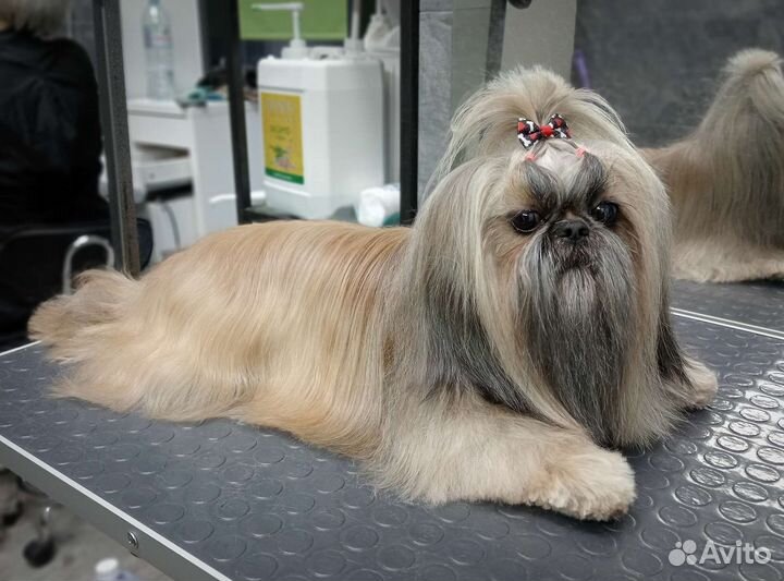 Стрижка собак, стрижка котов, груминг, грумер