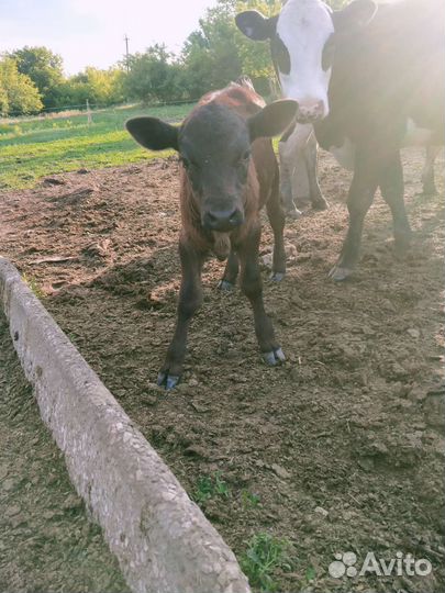 Быки на племя.корова телята.овцы.бараны
