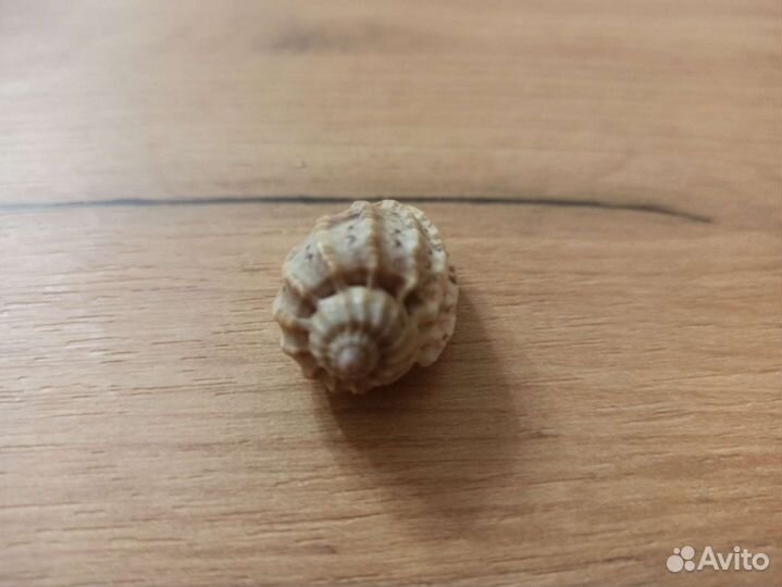 Морская раковина