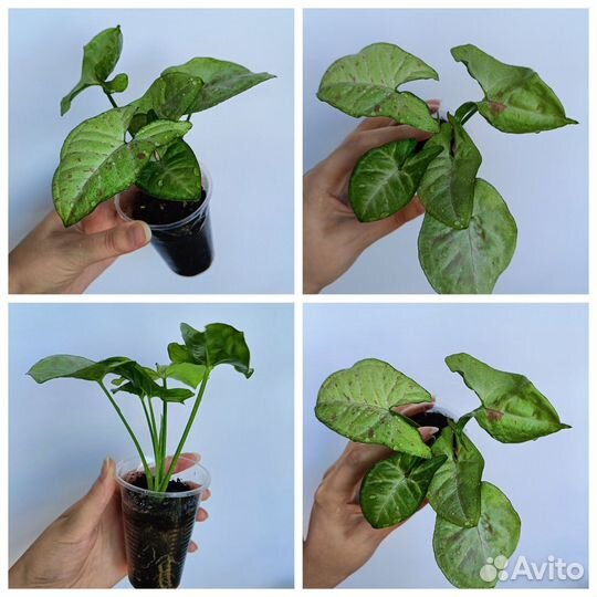 Разные комнатные цветы