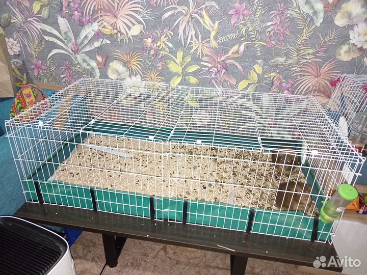 Морские свинки