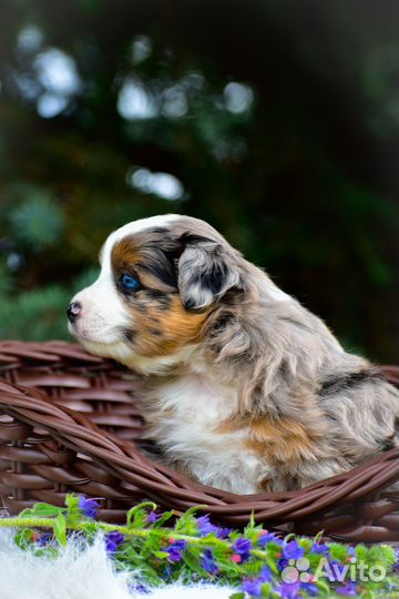 Щенки Миниатюрной Американской овчарки