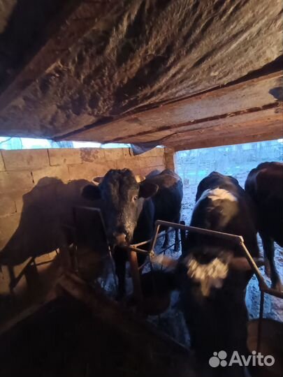 Бычки на мясо