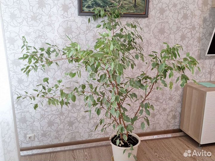 Комнатные цветы. Фикус