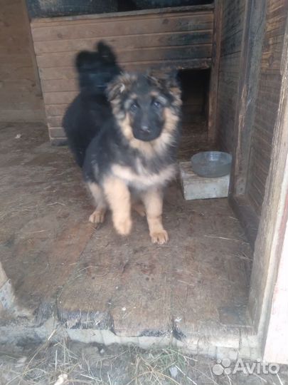 Щенки метисы в добрые руки