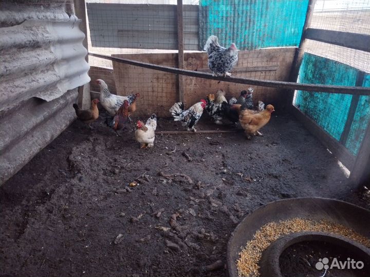 Корольки несушки