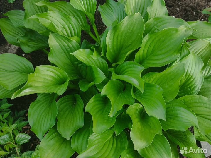 Хосты. Многолетники