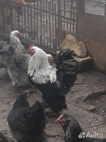 Петух Брама и фавероль