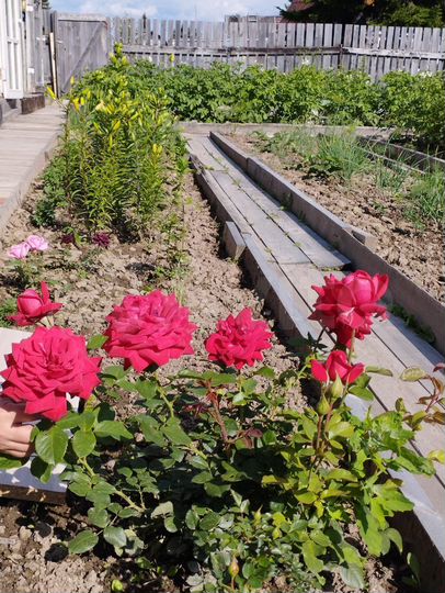 Дача 20 м² на участке 4,3 сот.