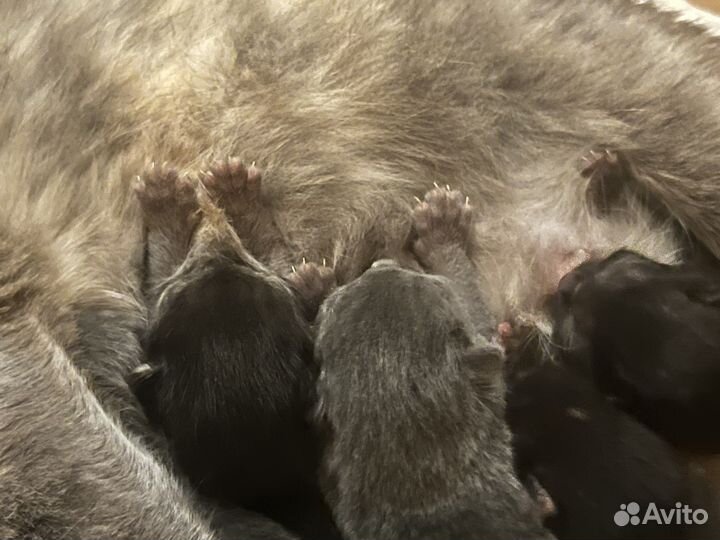 Котята в добрые руки