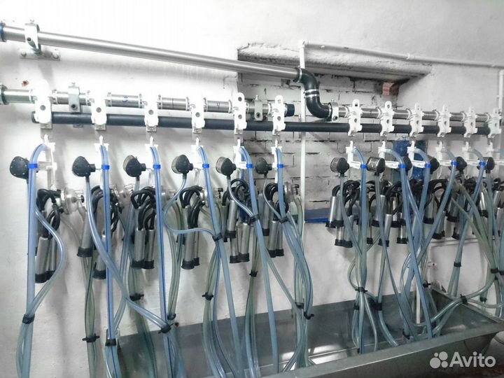 Молокопровод на 50 голов крс