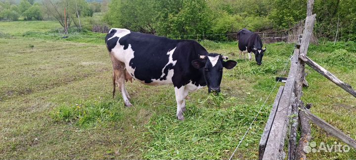 Тёлка стельная