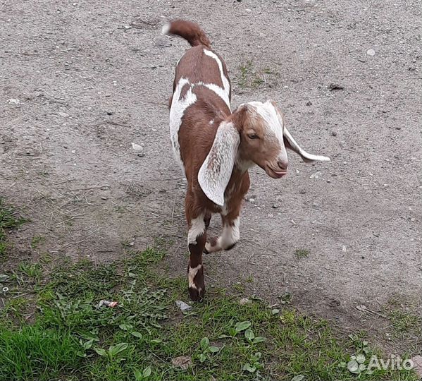 Продам козлят