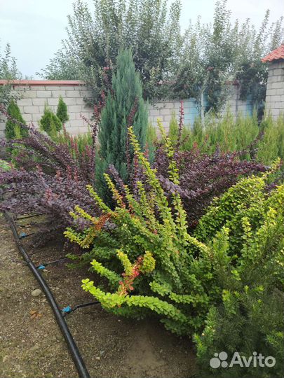 Туя смарагд