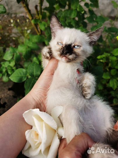 Кошки и котята